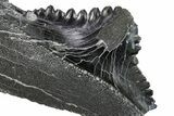 Bizarre Shark (Edestus) Jaw Section with Tooth - Carboniferous #269689-2